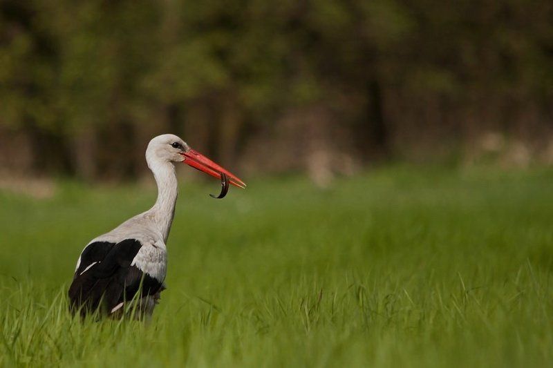 White Stork фото превью