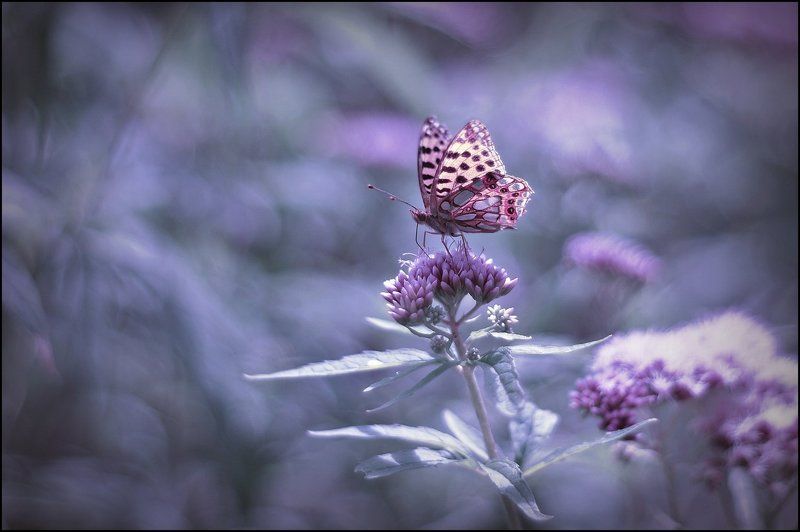 ... фото превью