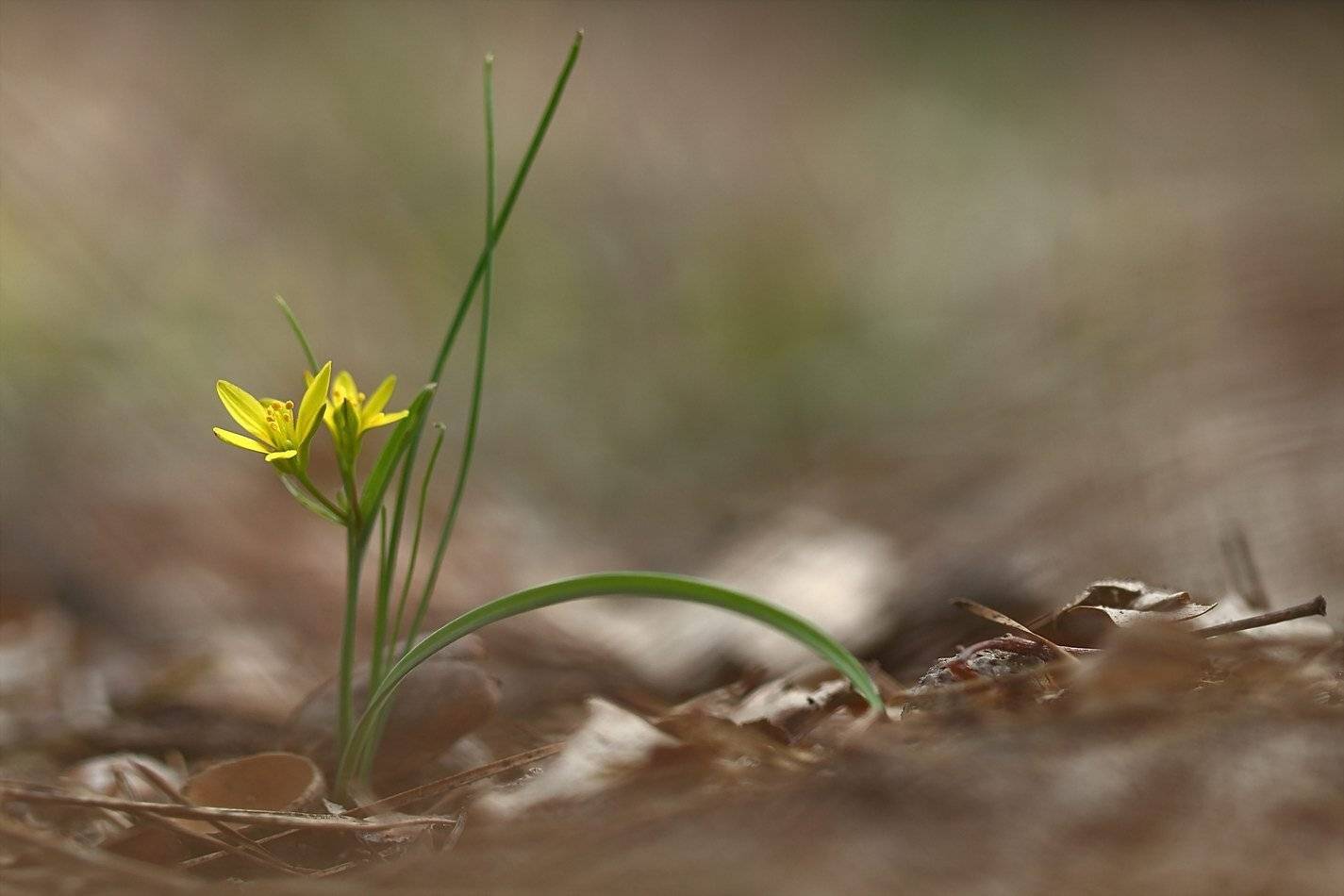 gagea, lpodolica, гусиный лук, скифский, самарский лес, Sergii Markov