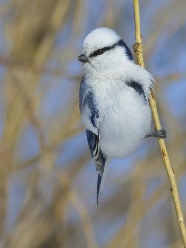 Белая Лазоревка (Parus cyanus).