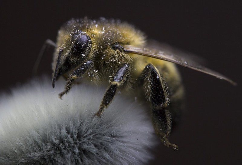 Пчёлочка златая фото превью