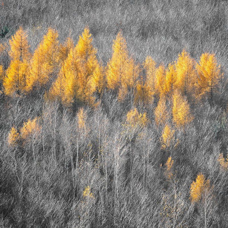 Yellow фото превью