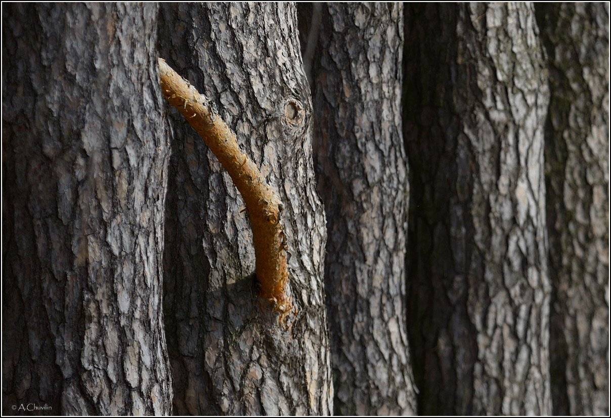 , Александр Чувилин