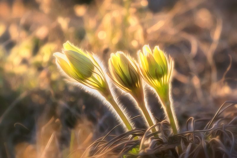 Нежность фото превью