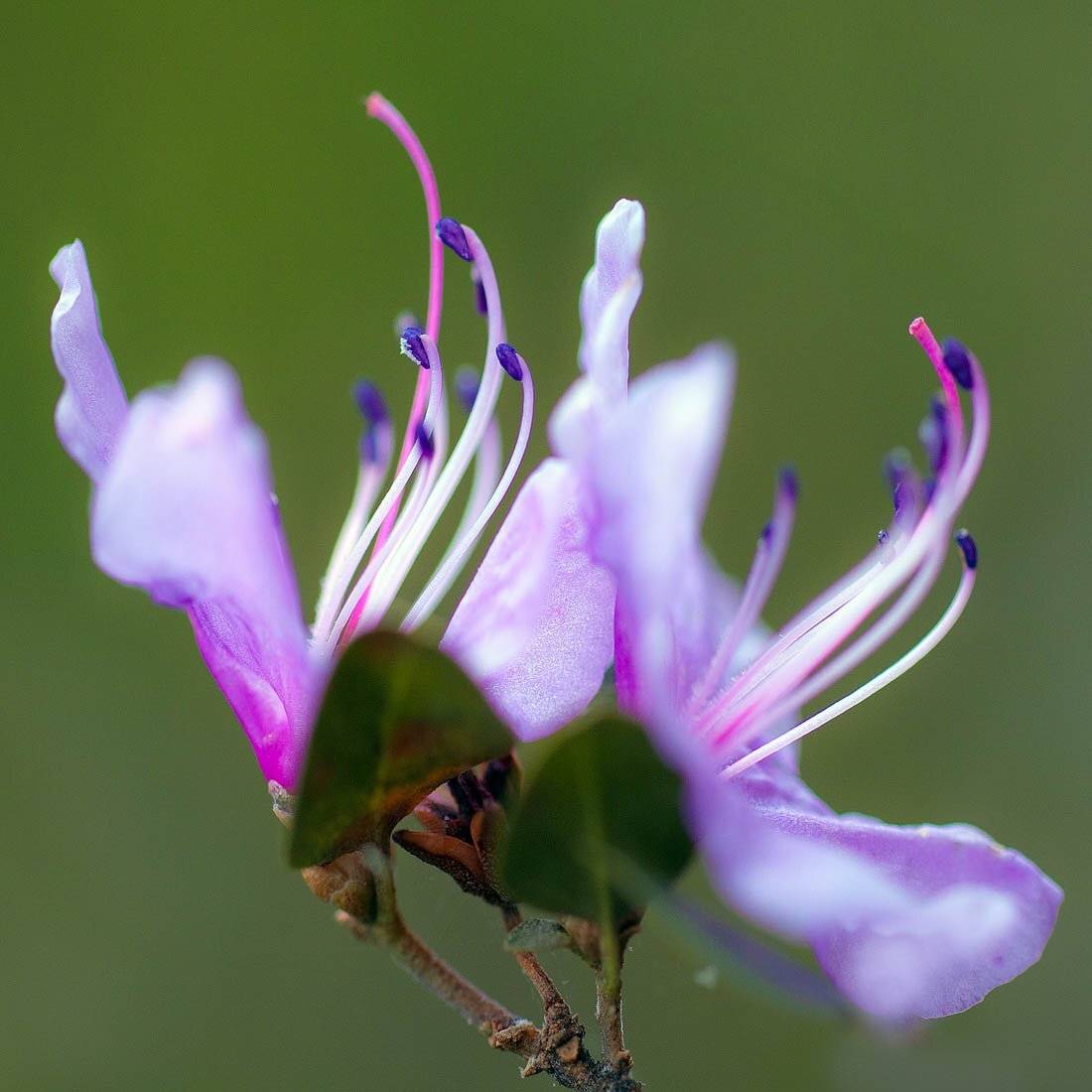 Алтай, Алтай край, Качурин, Качурин алексей, Орск, Качурин Алексей
