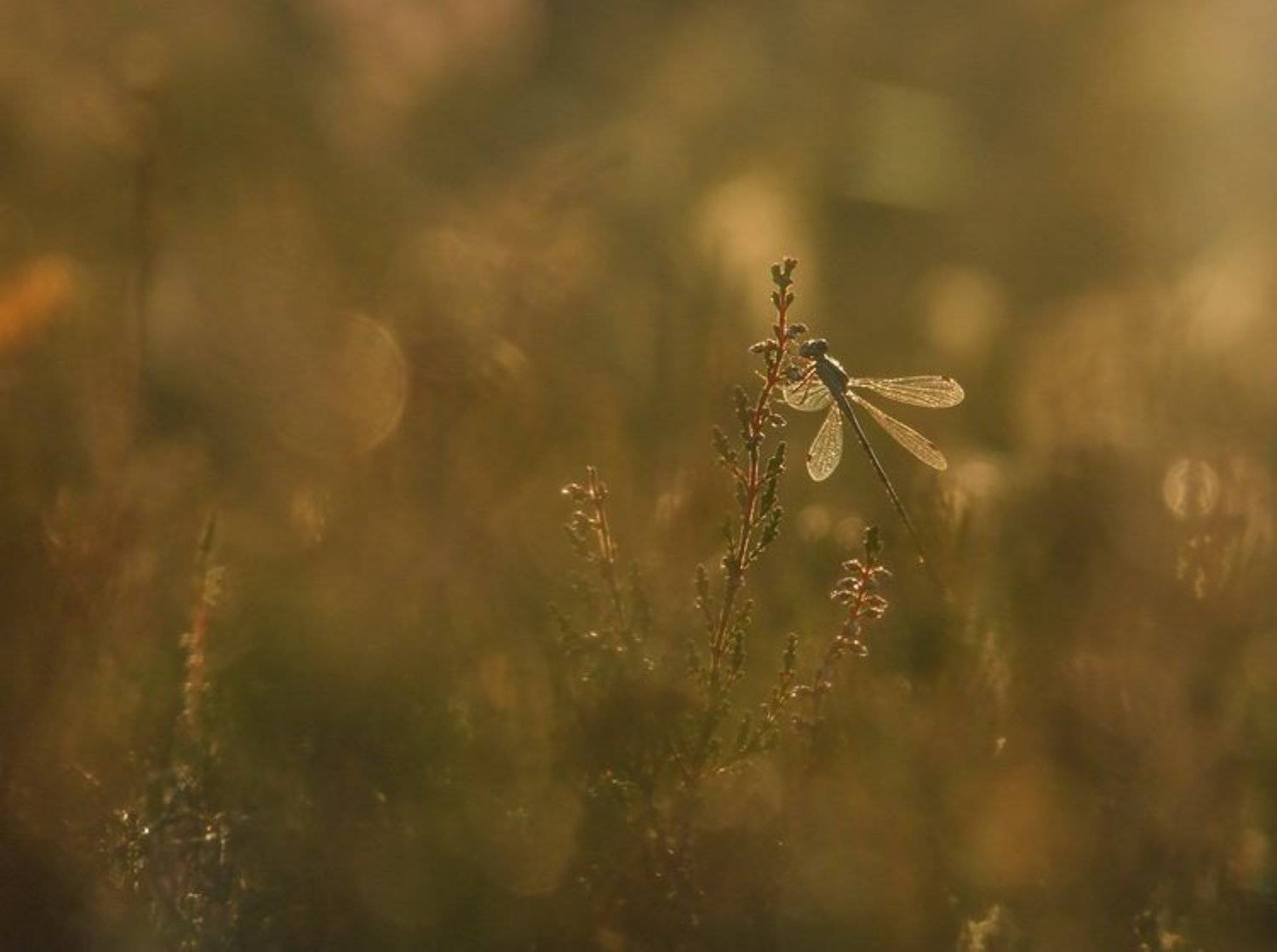 вереск, стрекоза, цветы, Марина Мищенко