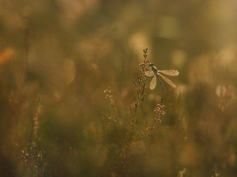 вереск, стрекоза, цветы Пряное утро фото превью