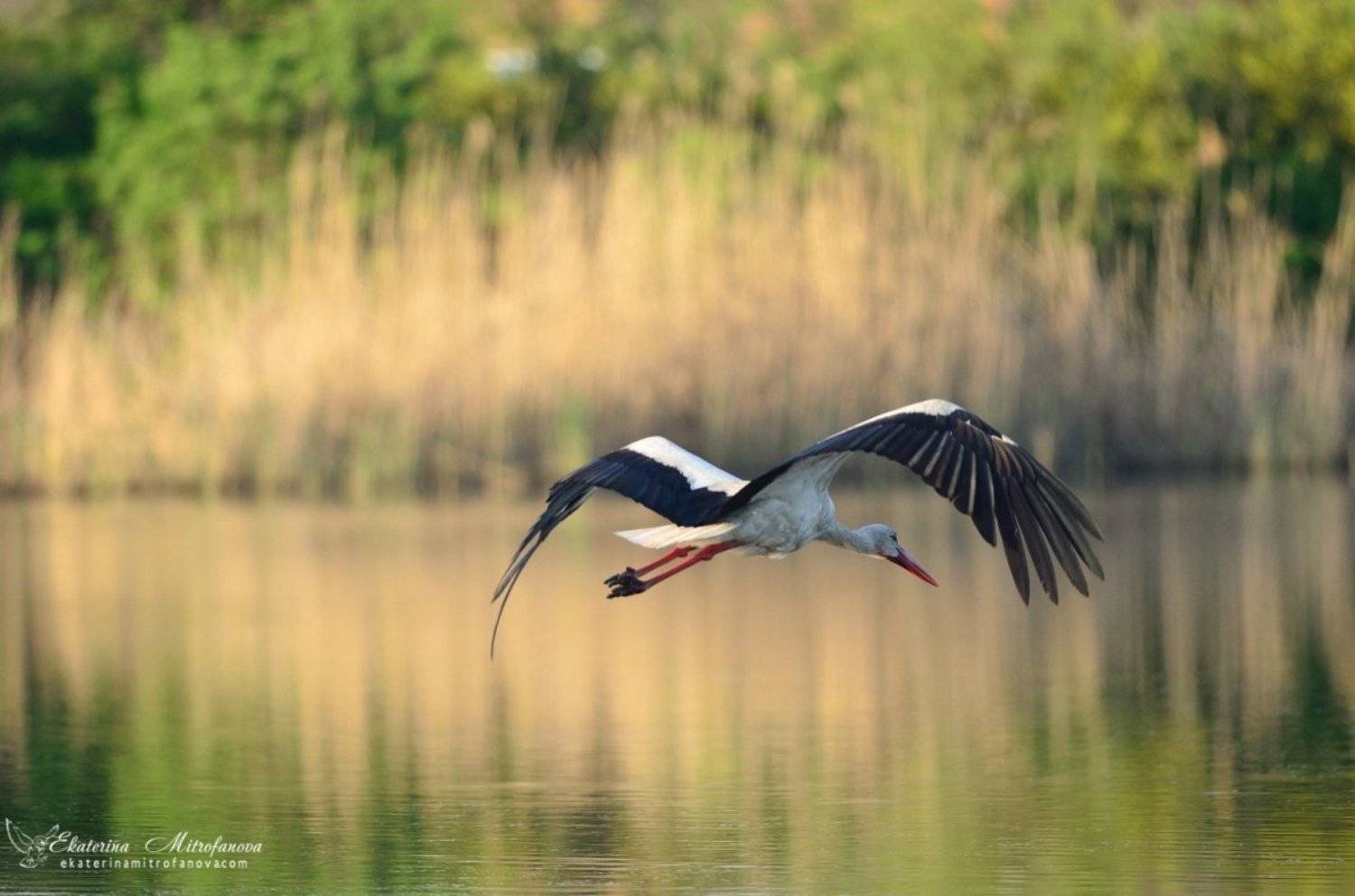 Белый аист, Птицы, Фотограф дикой природы, Екатерина Митрофанова