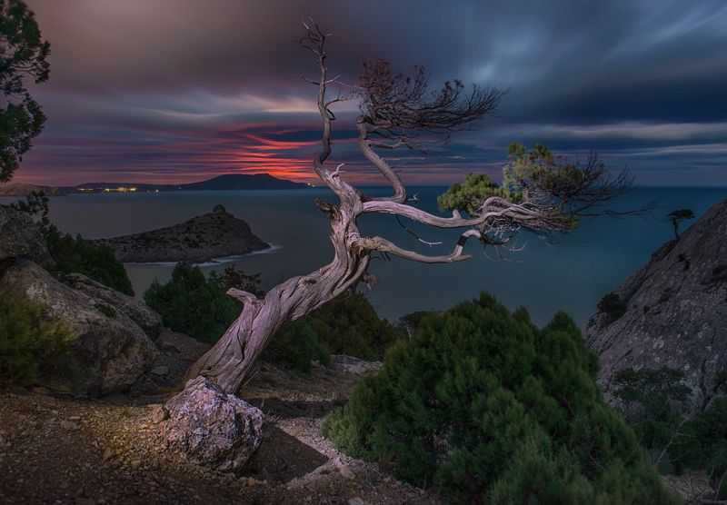 Крым, Можжевельник, Море, Новый Свет, Ночь В ожидании луны. фото превью