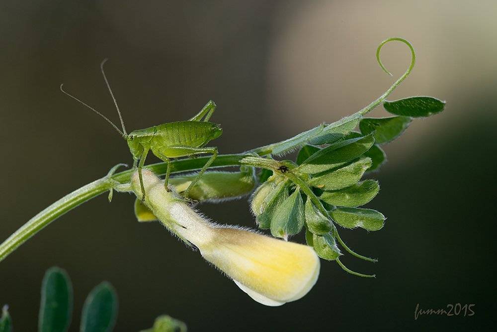 , Игорь ФУММ