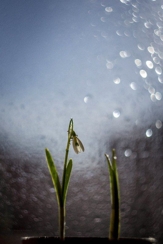 **** фото превью