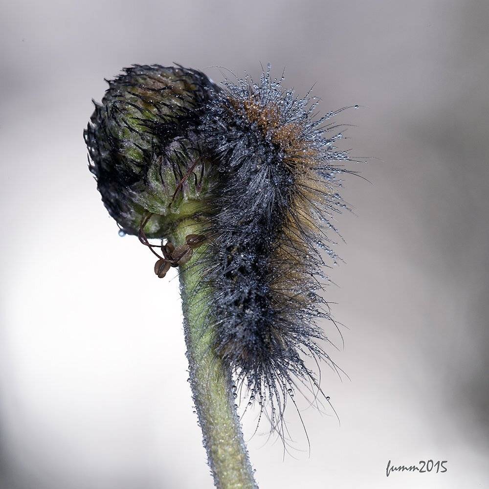 , Игорь ФУММ