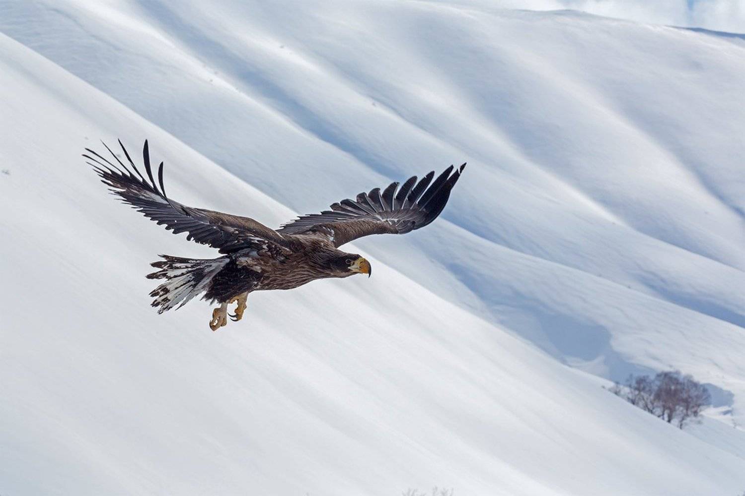 Весна, Камчатка, Орел, Денис Будьков