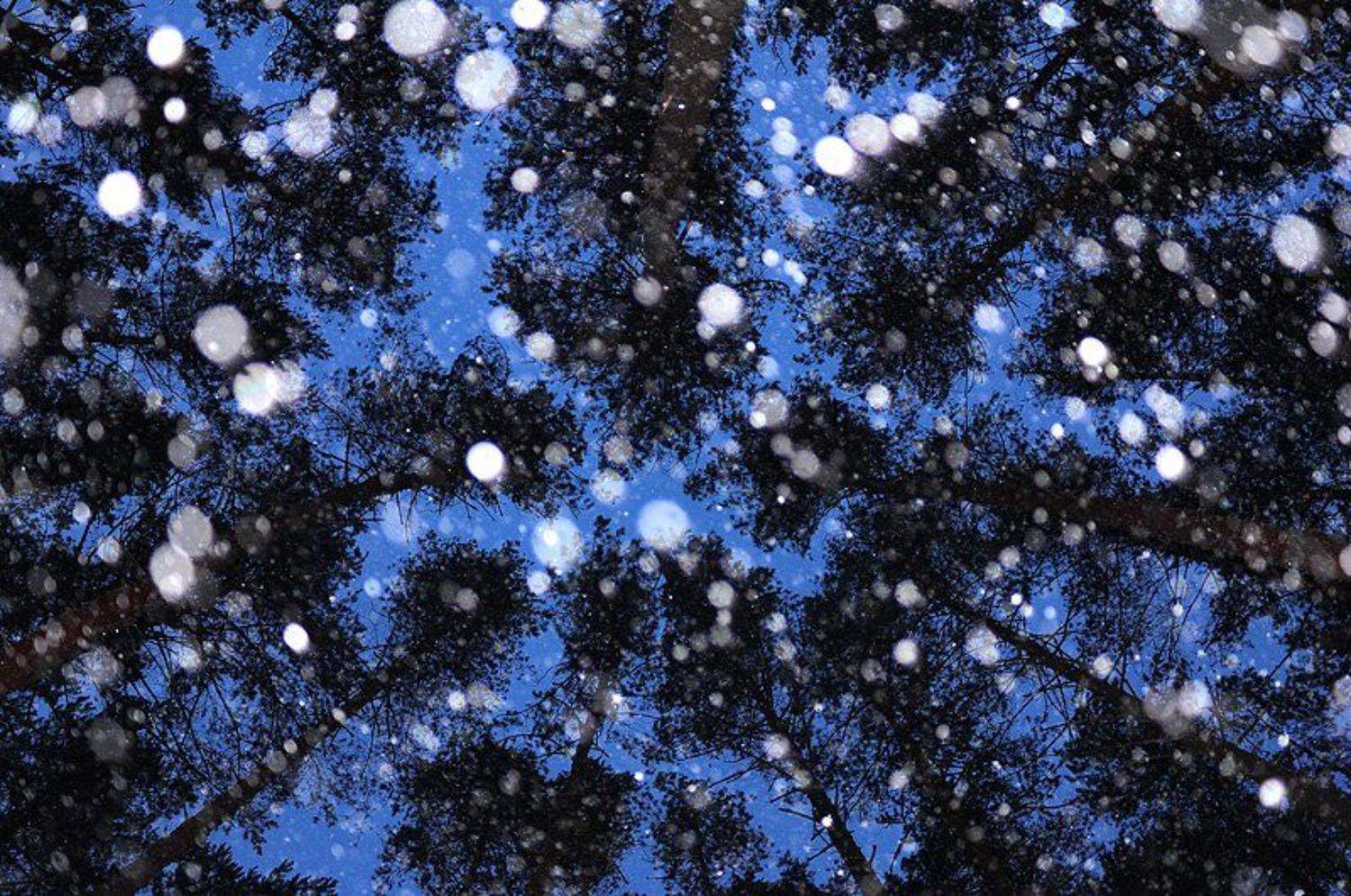 , Алексей Королев