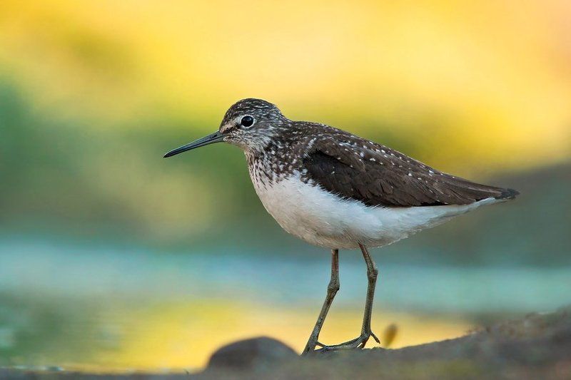 Green Sandpiper фото превью