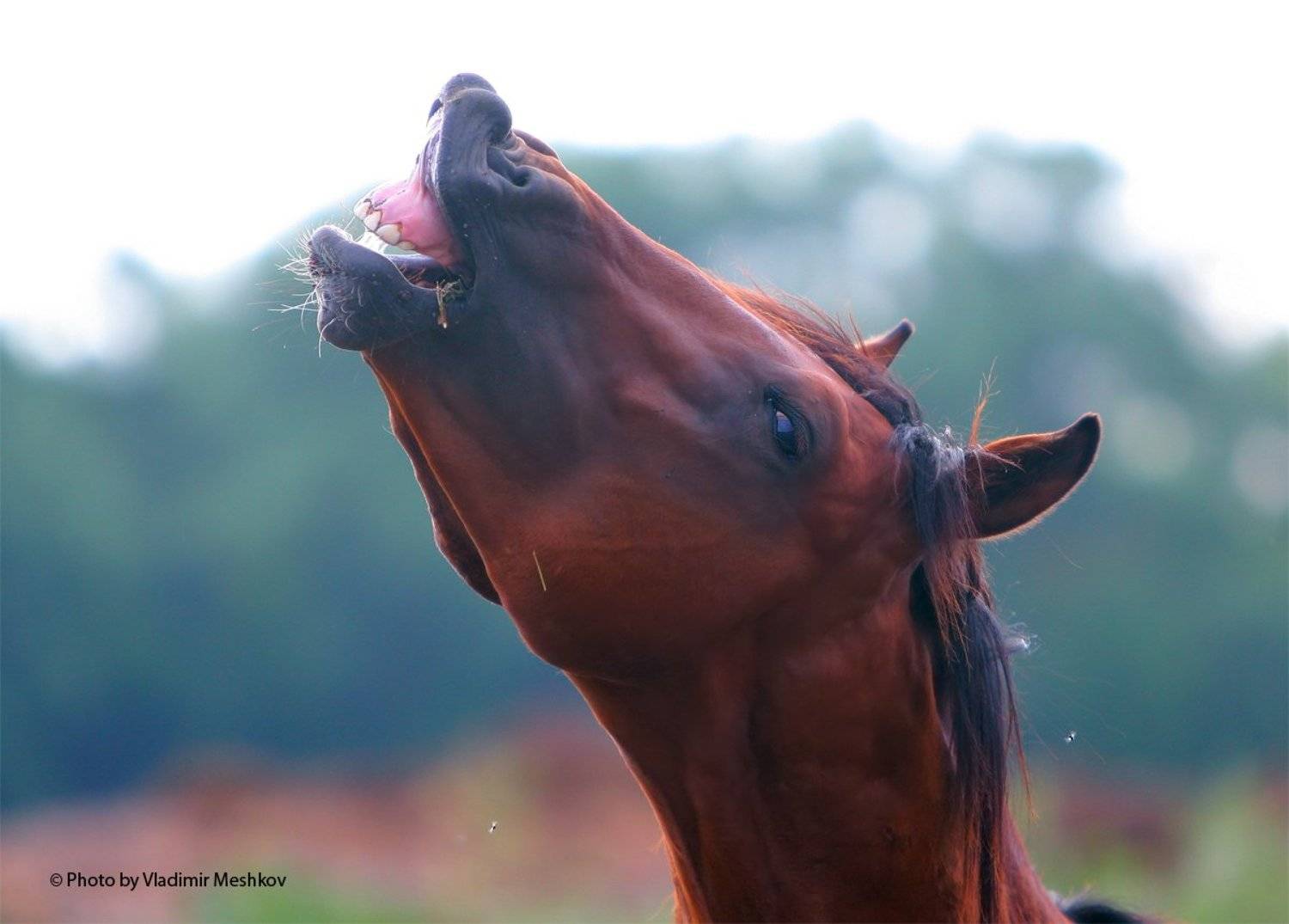 , &copy; =Vladimir Meshkov=