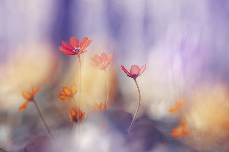 Пробуждение фото превью