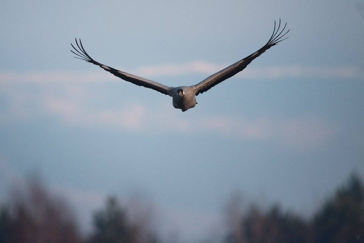 Grus grus, Wings, Wojciech Grzanka