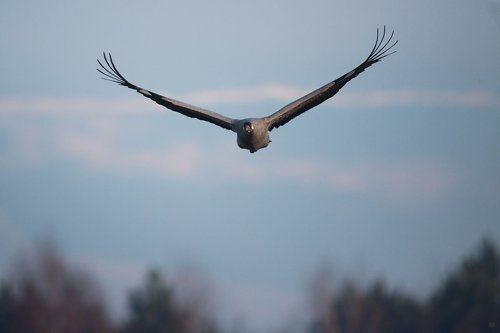 The power of wings