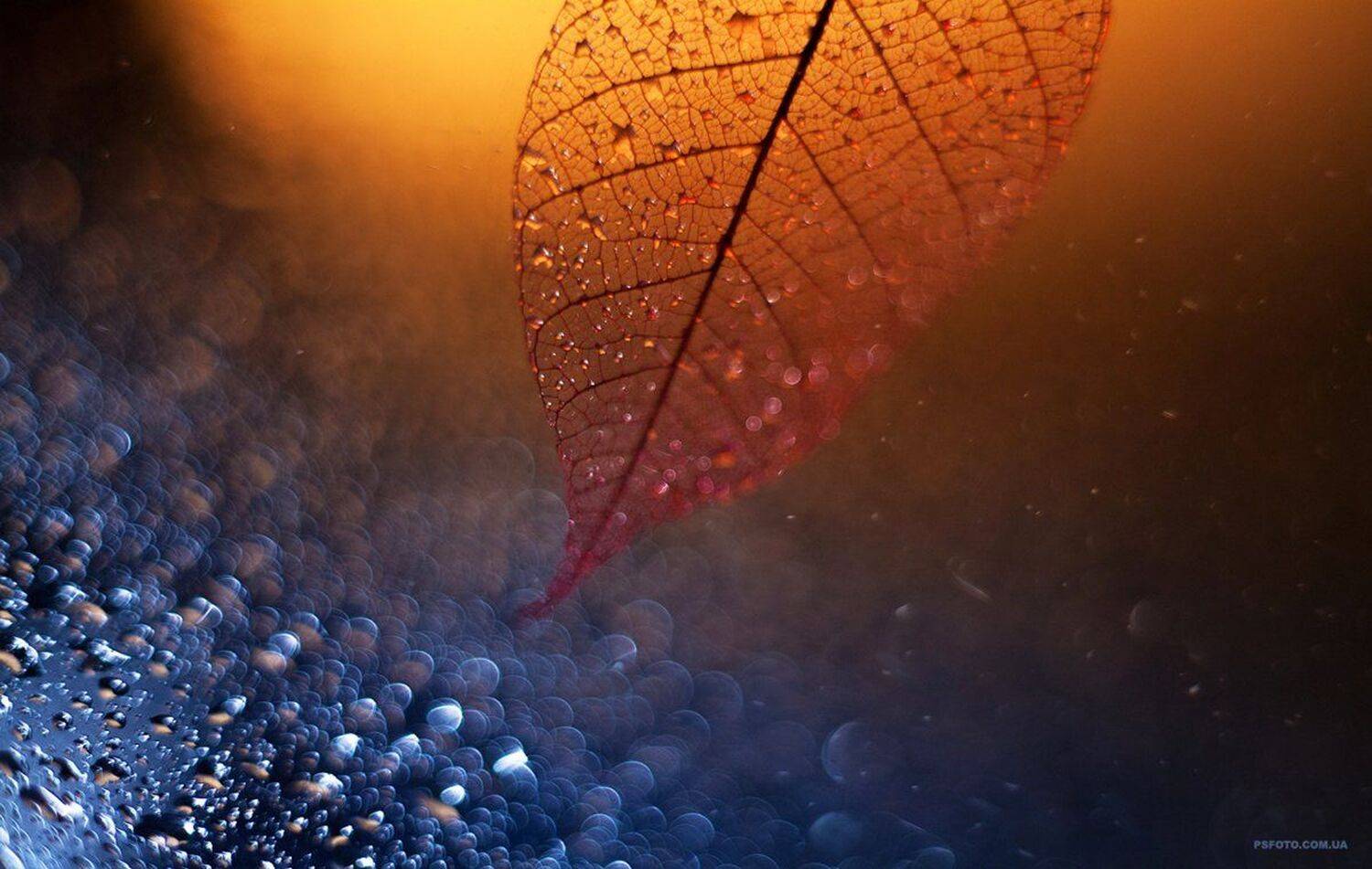 2015, Боке, Макро, Полюшко Сергей