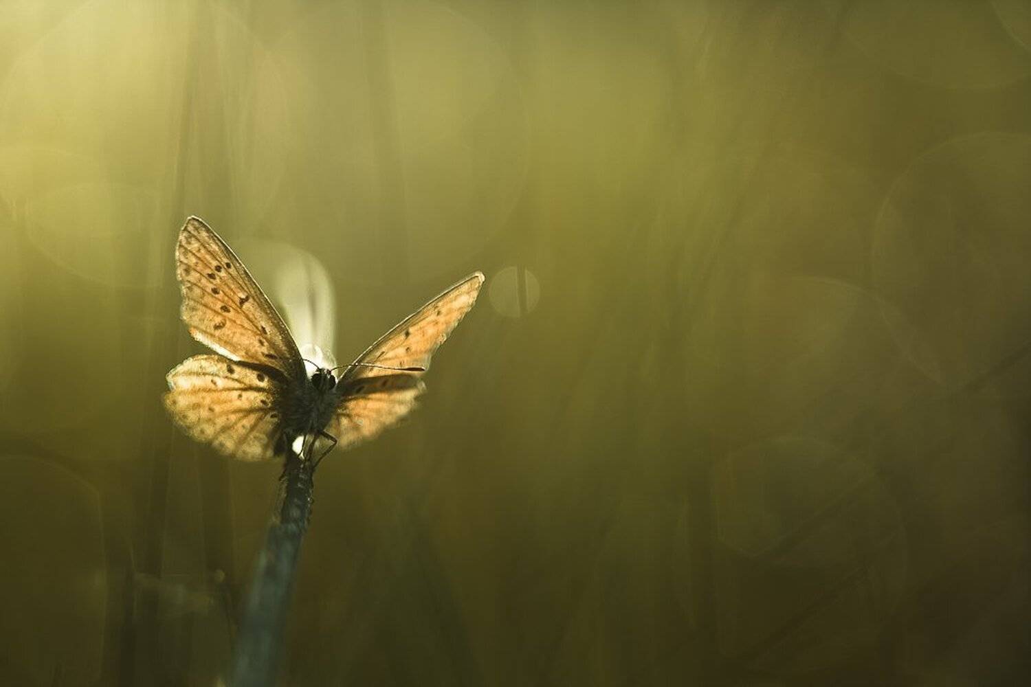 , Gabriel Prescornita