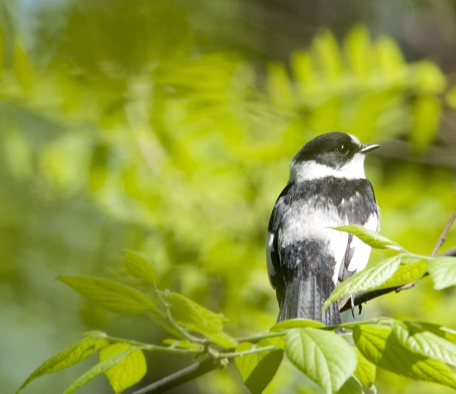 , Игорь Олейник