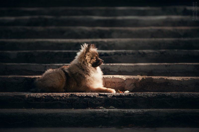 Шпиц фото превью