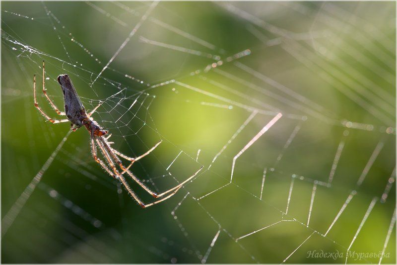 Tetragnatha, Tetragnatha extensa, Tetragnathidae, Пауки-вязальщики, Паукообразные, Паутина, Тетрагнатиды Ждём-с фото превью