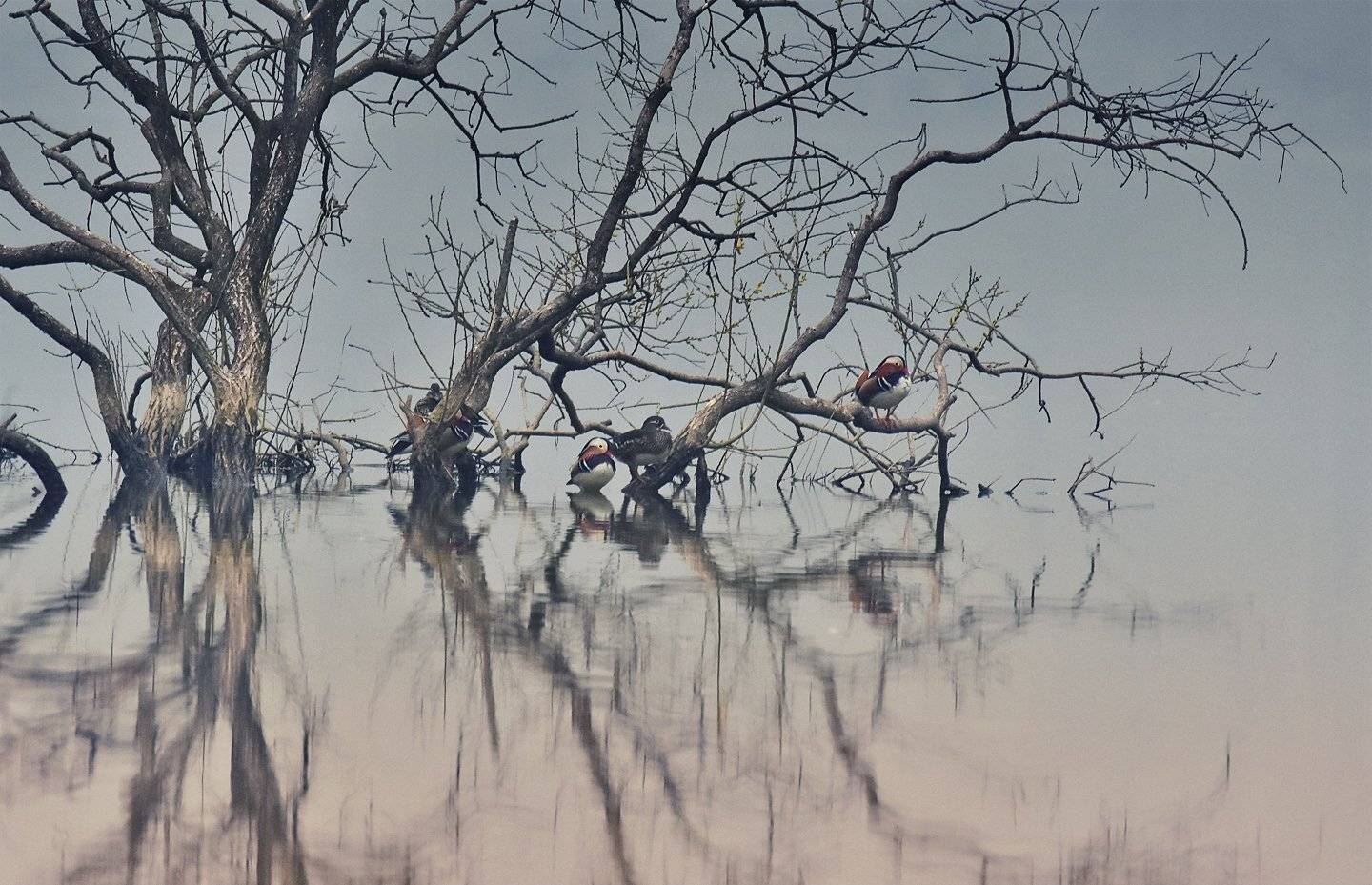 Mandarin, The shelter, KIM SUK EUN