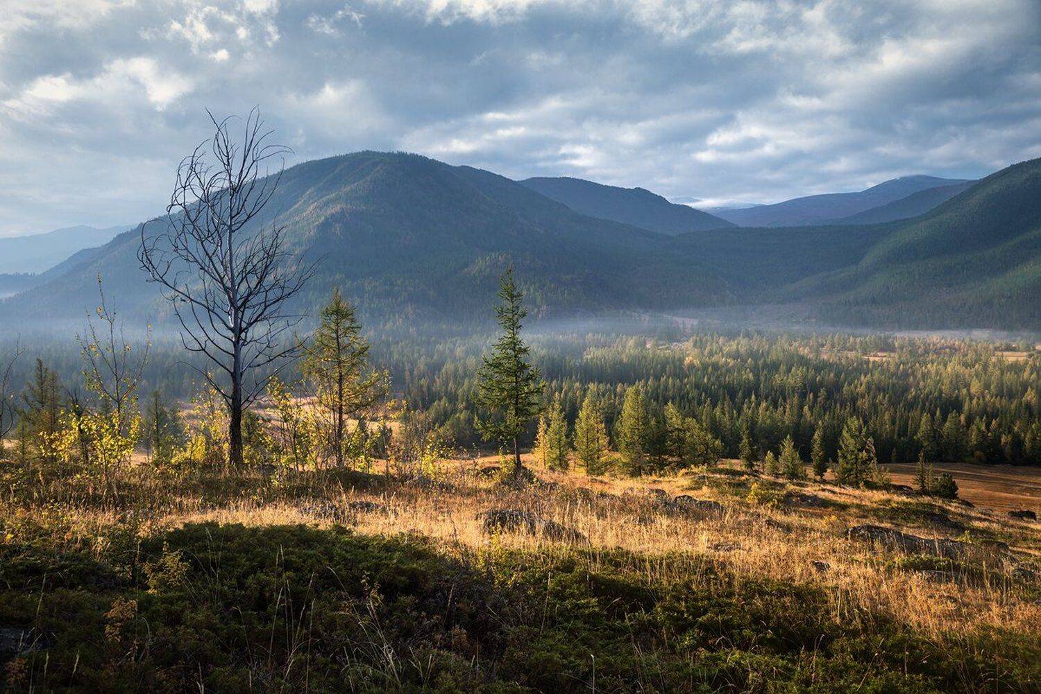 природа, nature, пейзаж, landscape, горы, mounts, mountains, тайга, taiga, лес, forest, дерево, tree, rocks, камни, mist, fog, morning, туман, дымка, утро, прохладное, chilly, cool, early morning, раннее, big, high, большой, высокий, лиственница, larix, в, Дмитрий Антипов