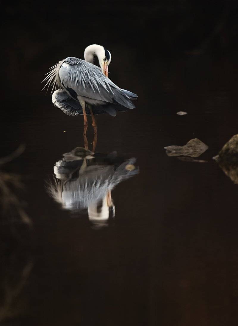 Common heron, KIM SUK EUN