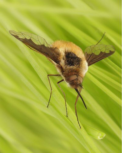 Bombylius major