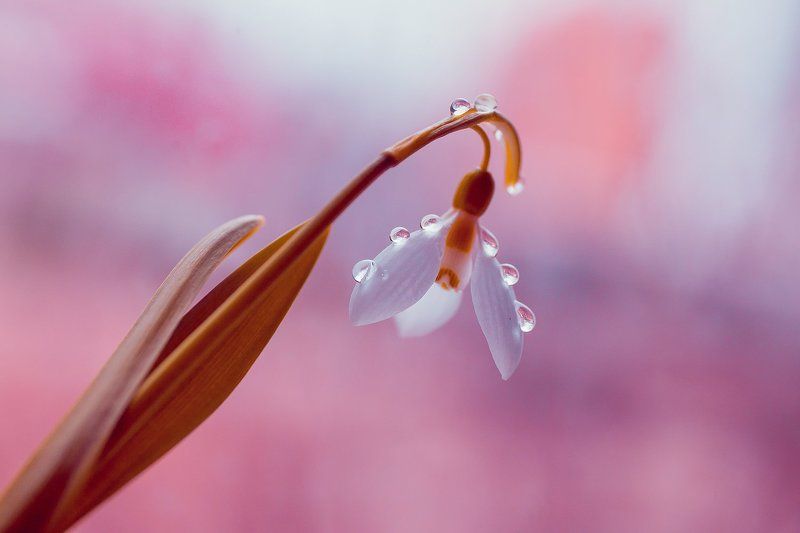 Галантус, Макро, Подснежники Галантусы фото превью