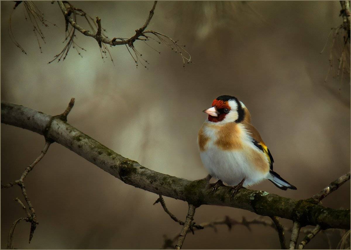 , Валерий Субачев