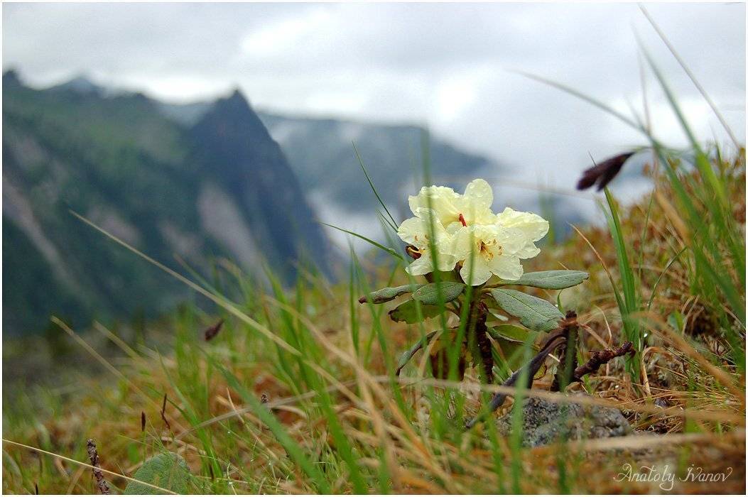 Западные саяны, Природный парк Ергаки, Рододендрон, Анатолий Иванов