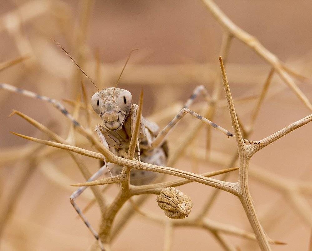 , Иваненко Светлана