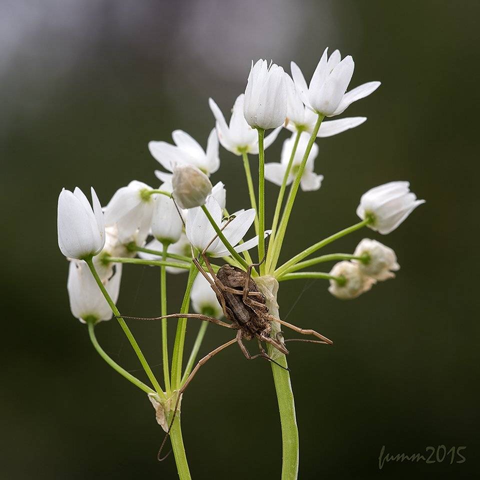 , Игорь ФУММ