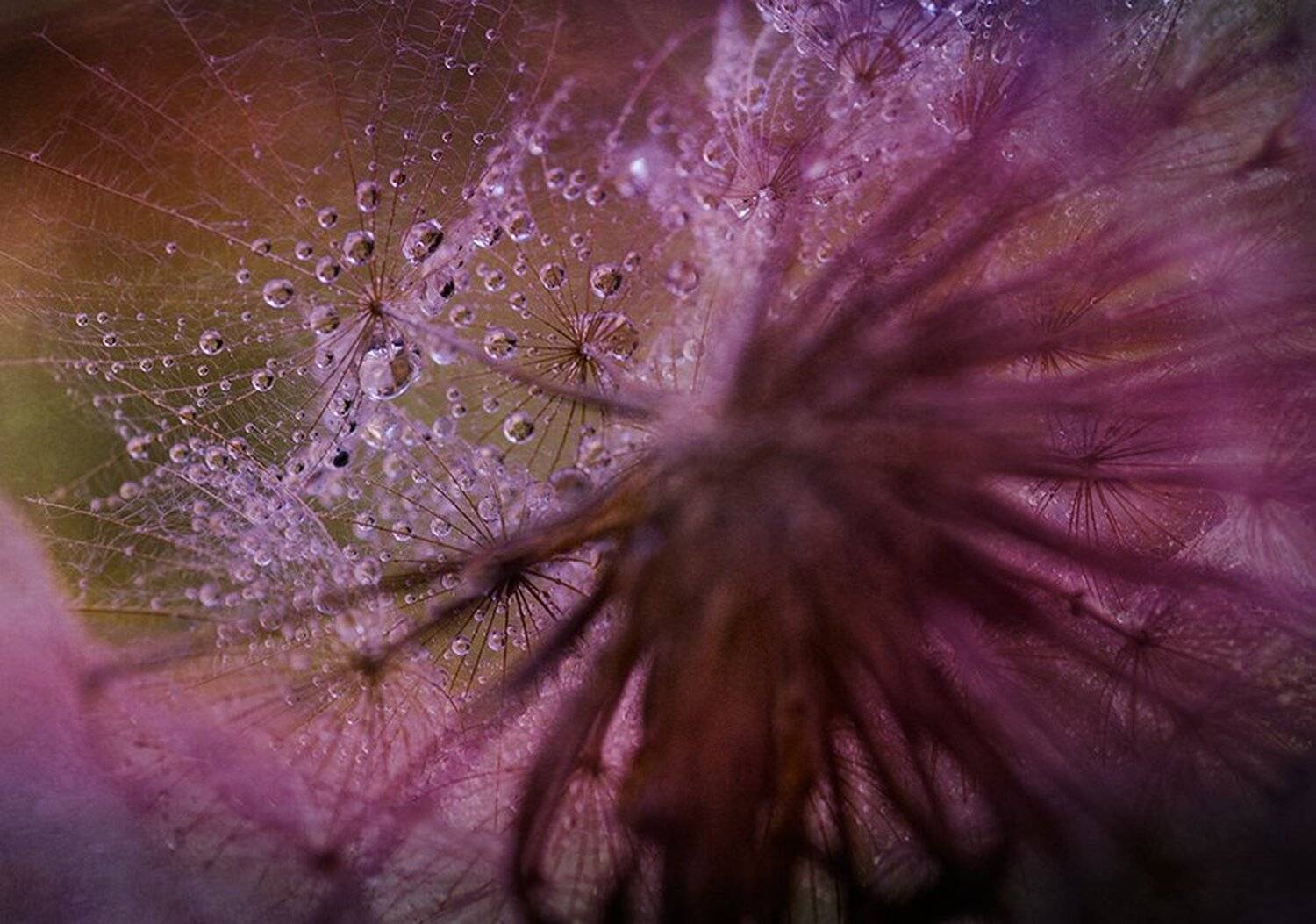 , Таня  Маркова