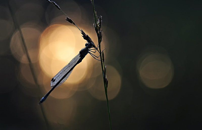 dragon fly фото превью