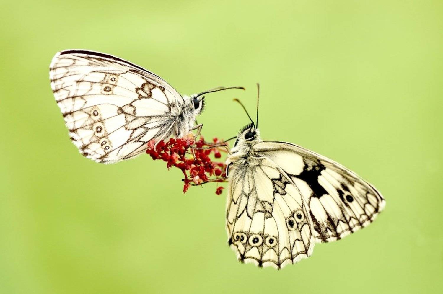 , Zbyszek  Walkiewicz