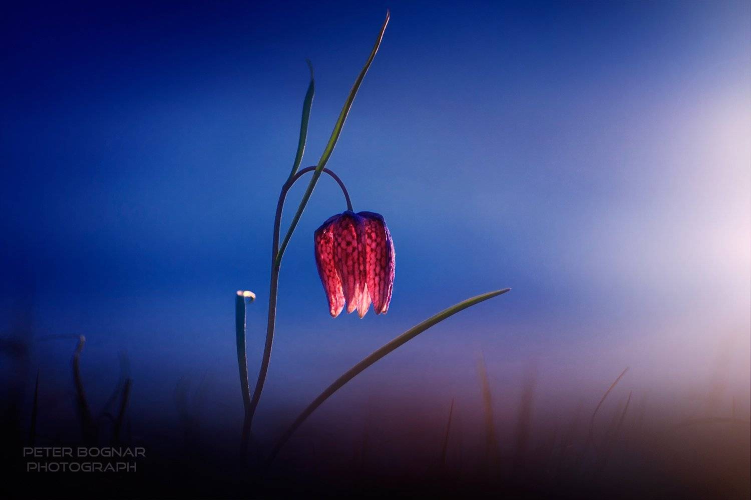 Красный, Лили, Синий, Bogn&aacute;r P&eacute;ter