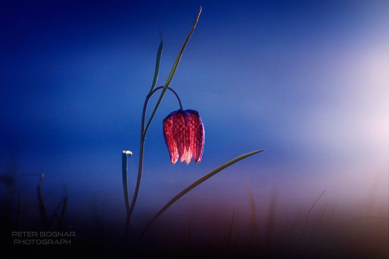 Красный, Лили, Синий Синий и красный фото превью