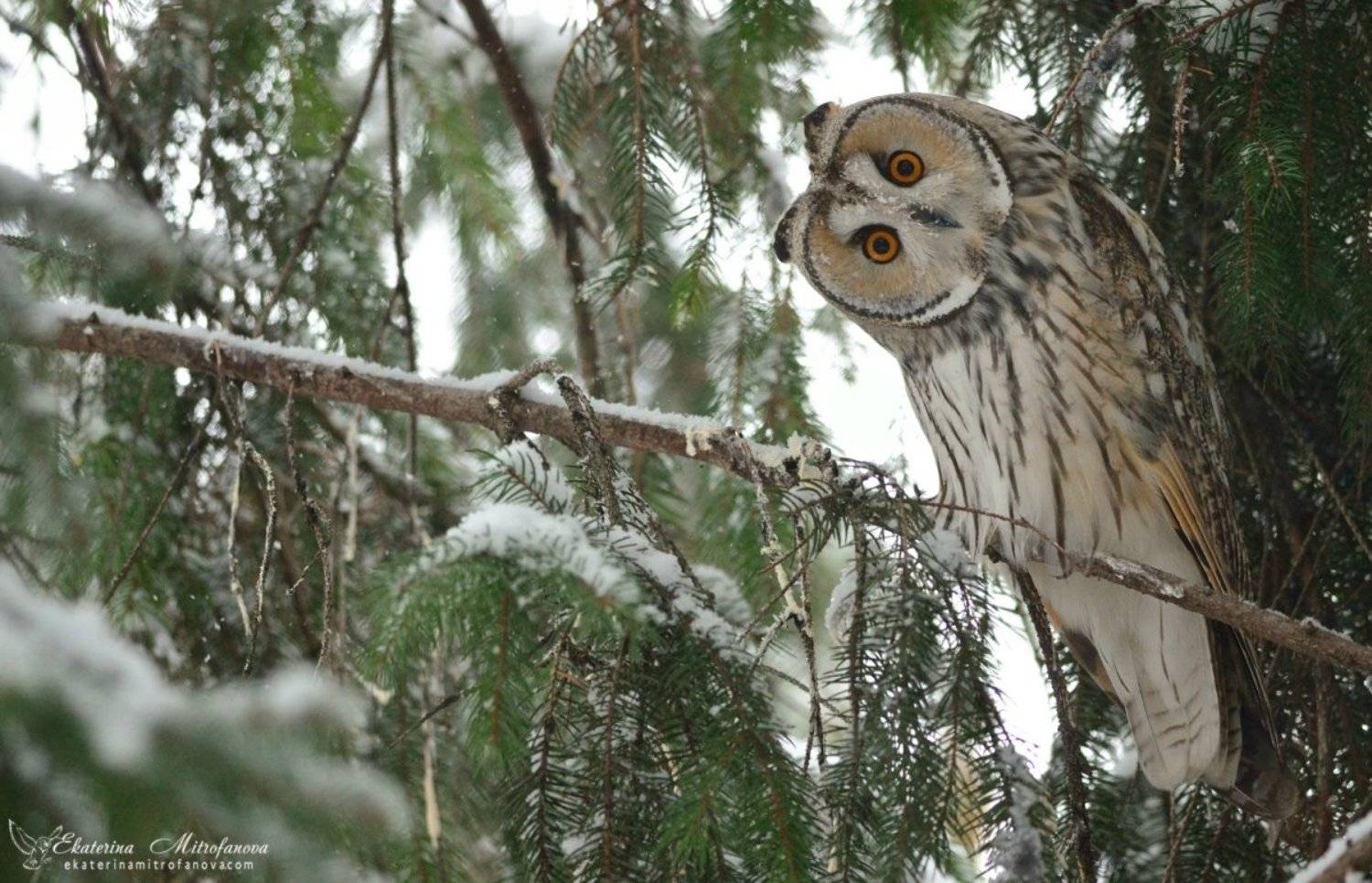 сова, птица, фотограф дикой природы, Екатерина Митрофанова