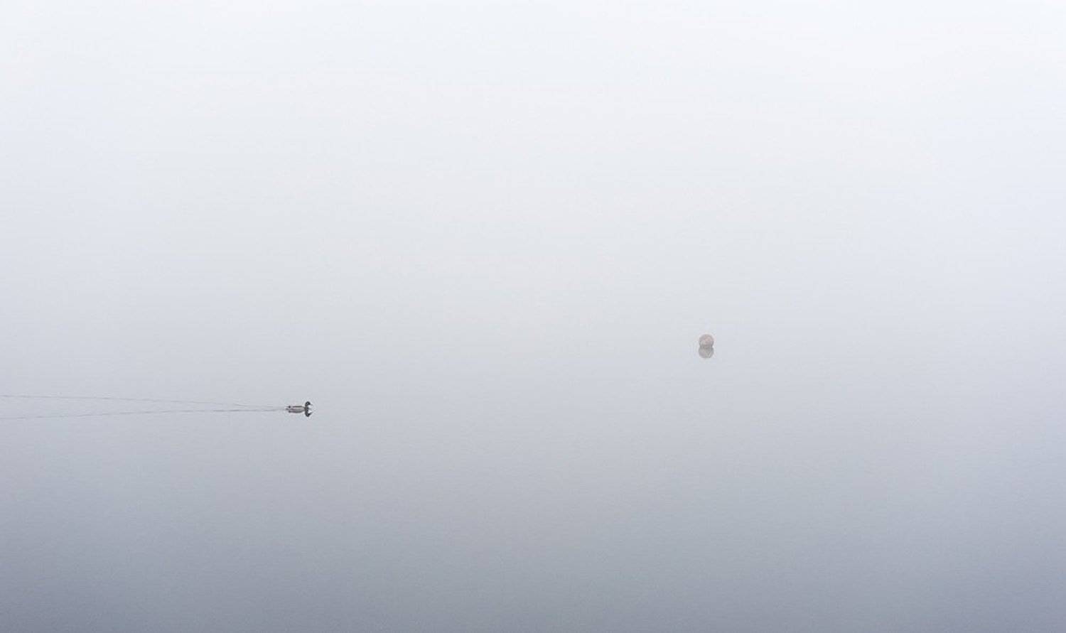 туман, утро, утка, буй, озеро, Евгений Ремизов