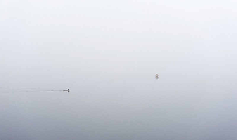 туман, утро, утка, буй, озеро Буй фото превью