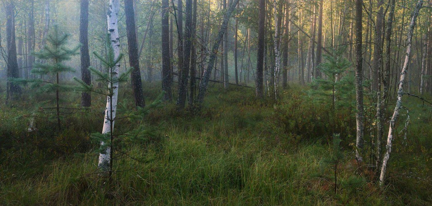 , Дмитрий Алексеев