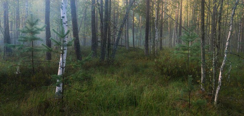 Утро на сухом болоте фото превью