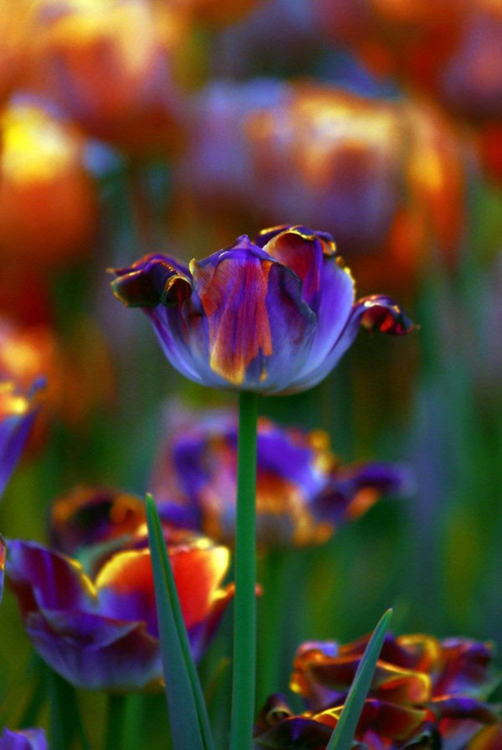 , Princess Bubblegum