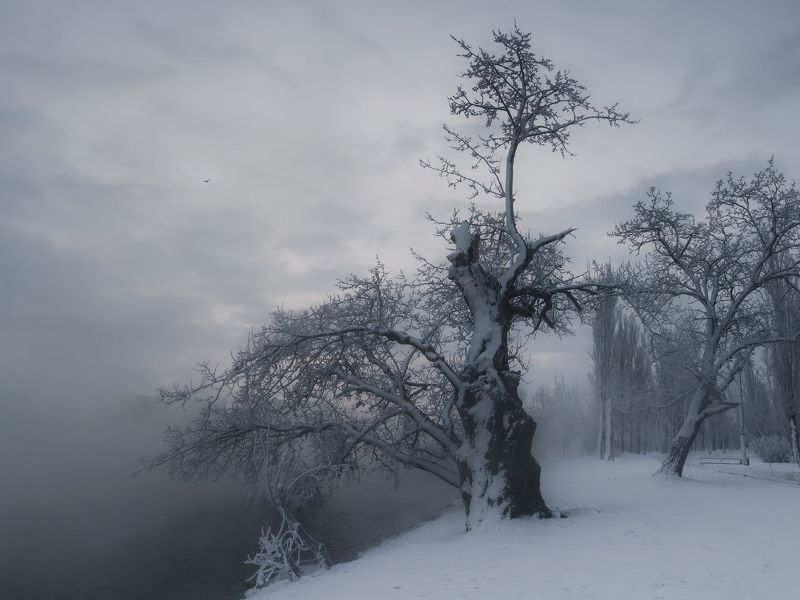 В зимнем  парке фото превью