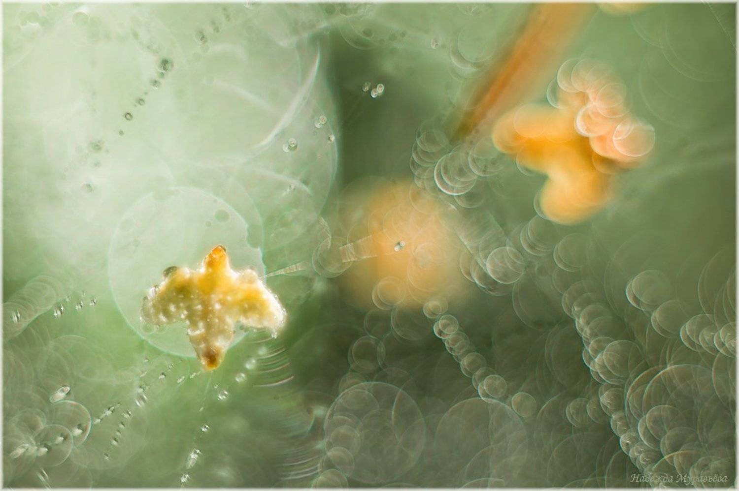 Берёза, Паутина, Плод, Надежда Муравьёва